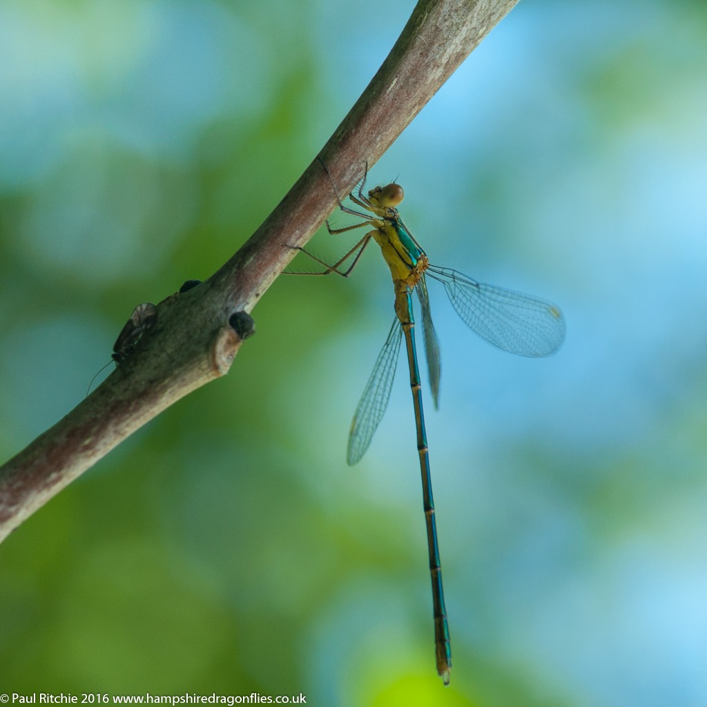 Willow Emerald (Chalcolestes viridis) - immature male