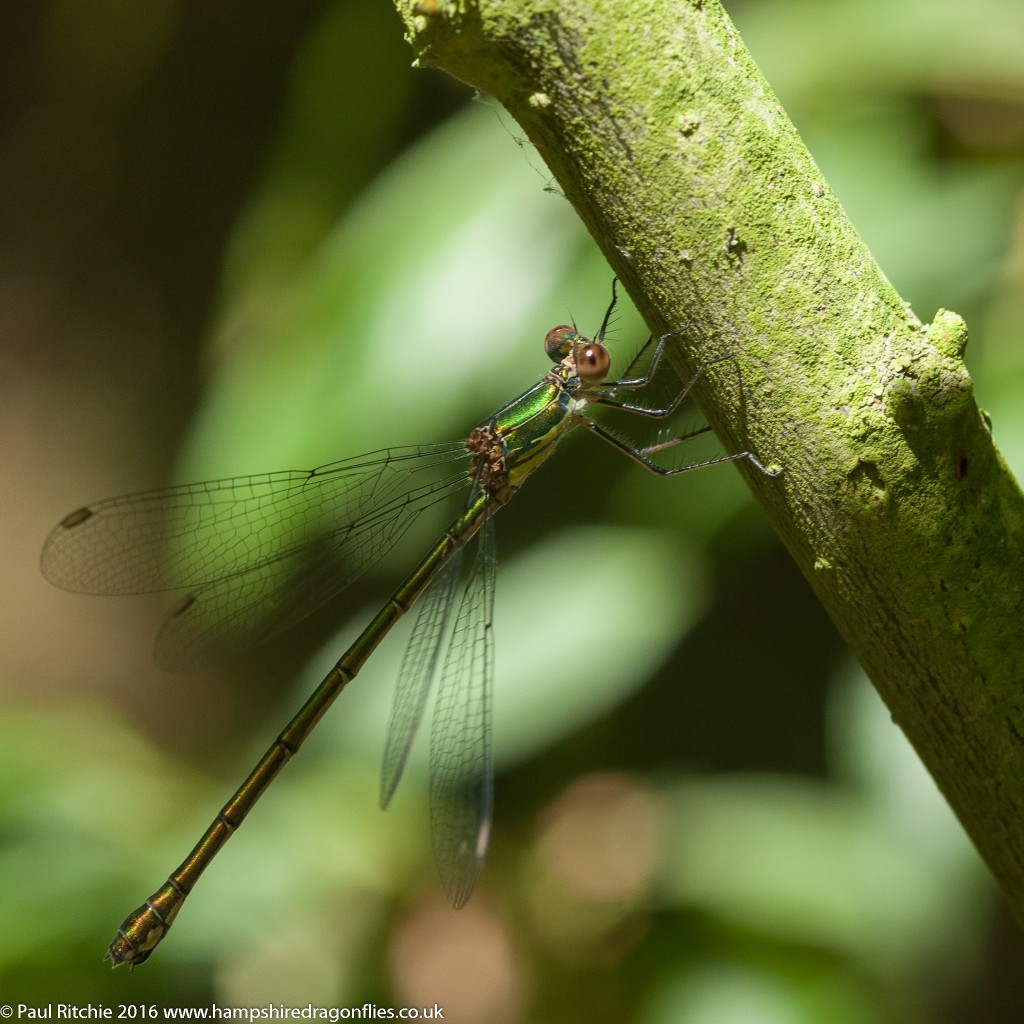 Willow Emerald (Chalcolestes viridis) - immature female