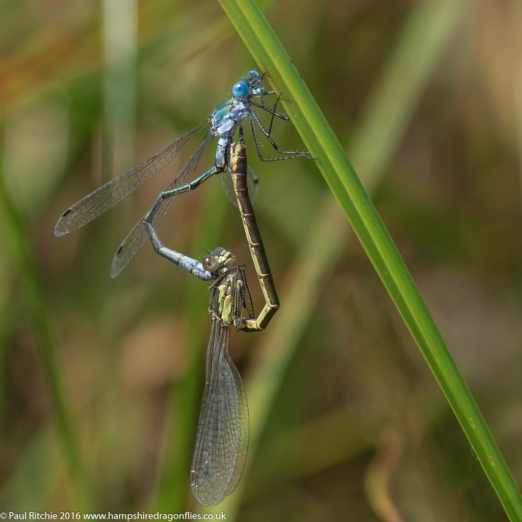 Scarce Emerald Damselfly (Lestes dryas) - pair in-cop