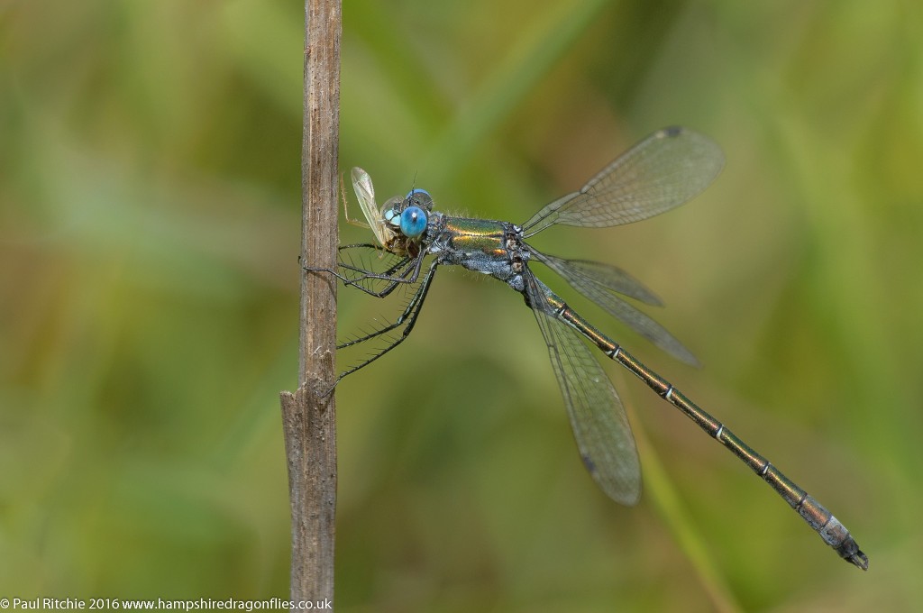 Scarce Emerald Damselfly (Lestes dryas) - male