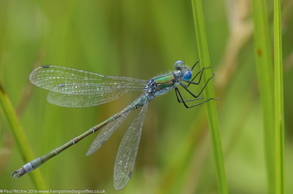 Scarce Emerald Damselfly (Lestes dryas) - male