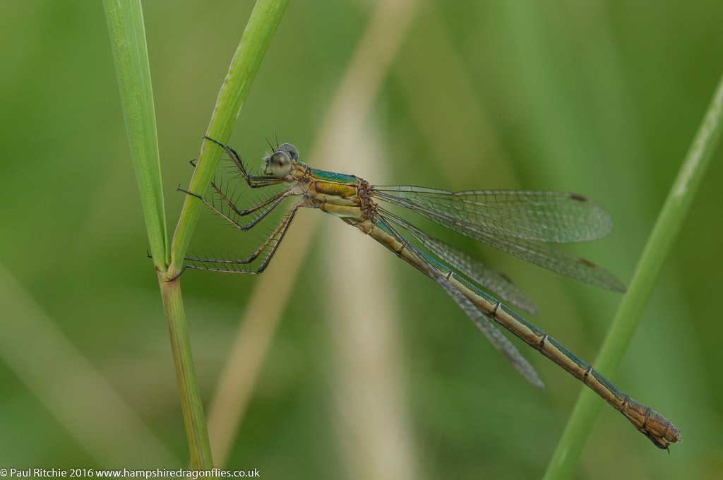 Common Emerald Damselfly (Lestes sponsa) - female