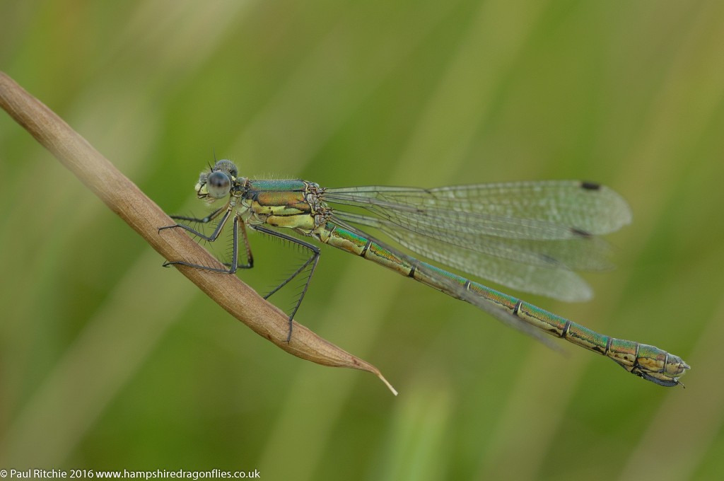 Scarce Emerald Damselfly (Lestes dryas) - female