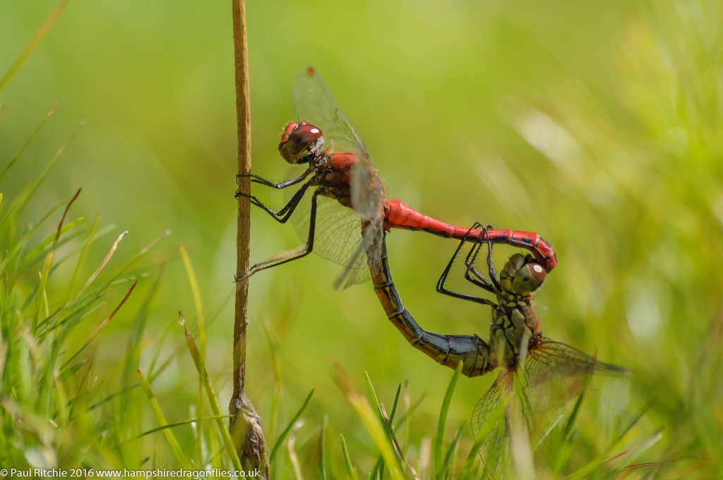 Ruddy Darter (Sympetrum sanguineum) - pair in-cop