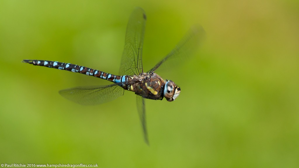 Migrant Hawker (Aeshna mixta) - male in-flight