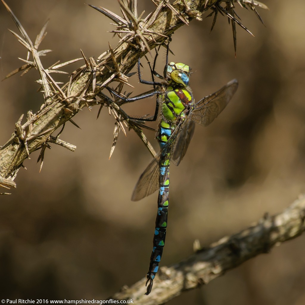 Southern Hawker (Aeshna cyanea) - male