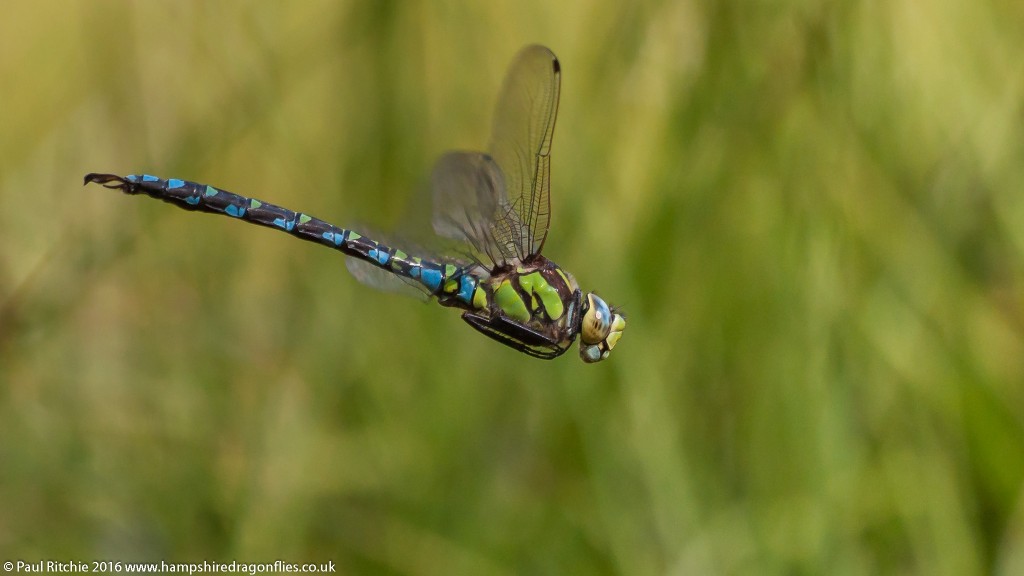 Southern Hawker (Aeshna cyanea) - male