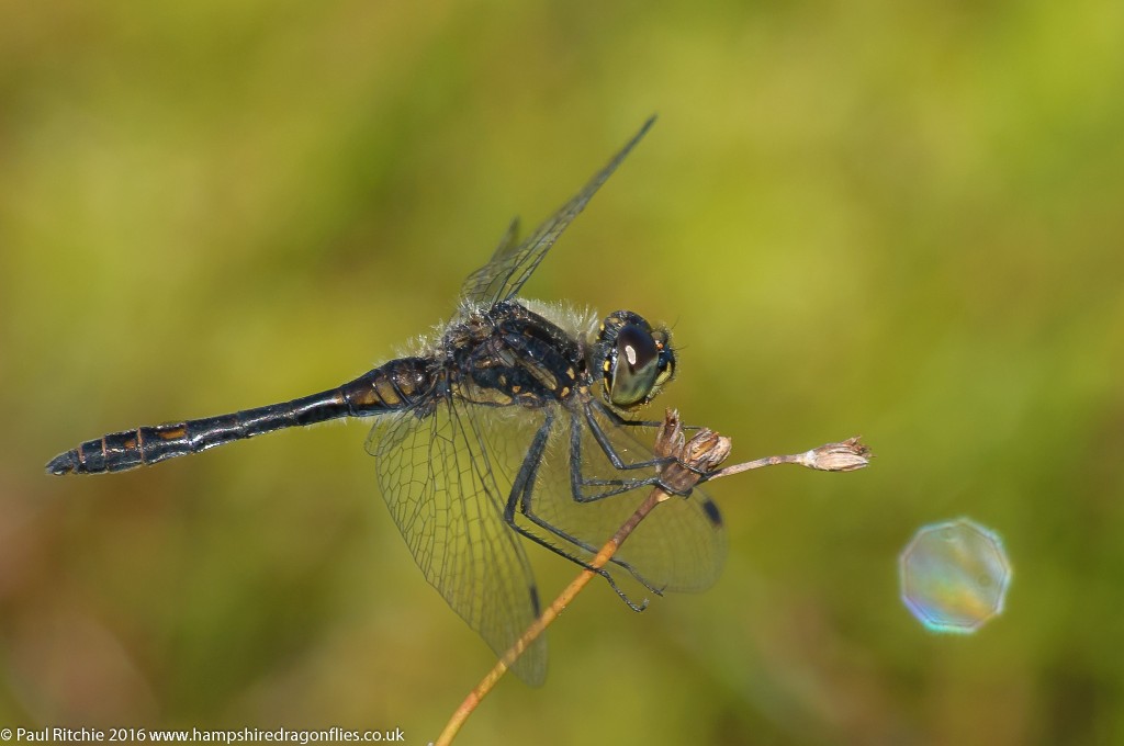 Black Darter (Sympetrum danae) - male