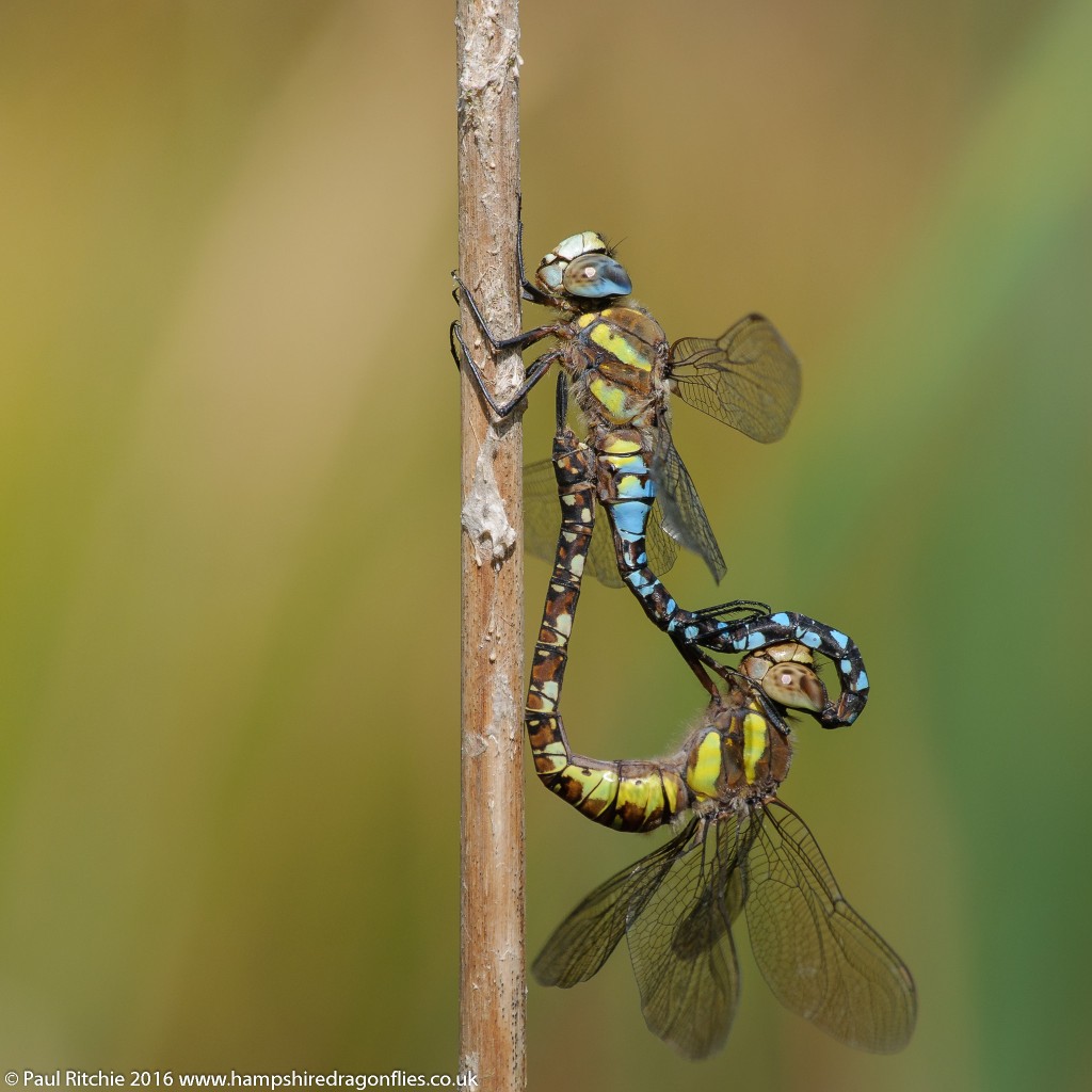 Migrant Hawker (Aeshna mixta) - pair in-cop