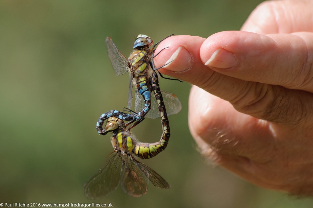 Migrant Hawker (Aeshna mixta) - pair in-cop