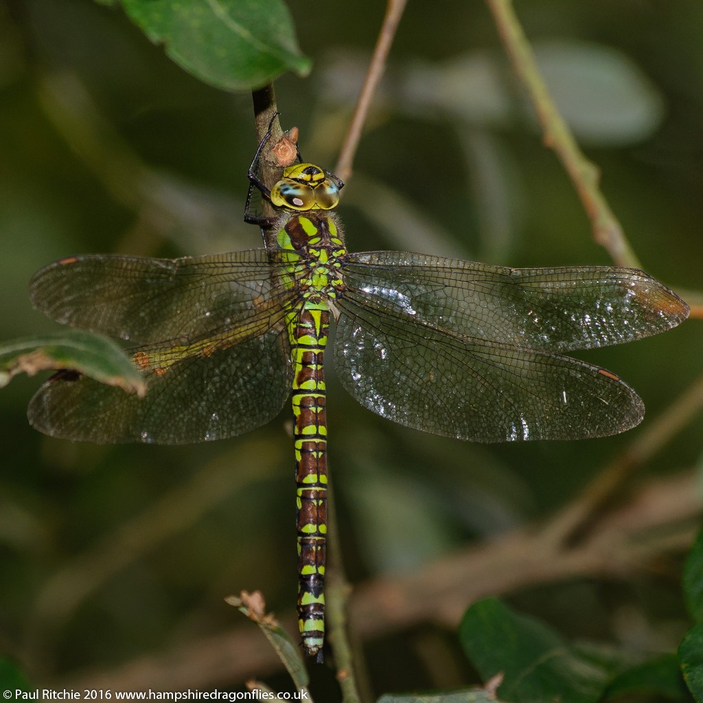 Southern Hawker (Aeshna cyanea) - female