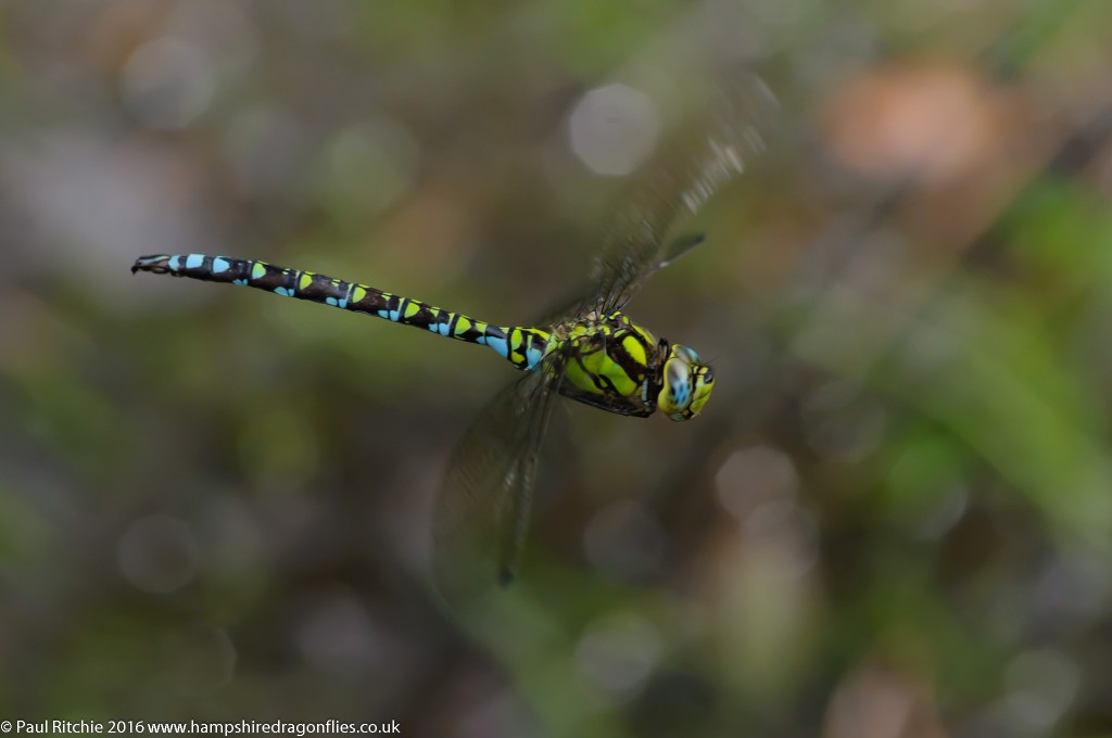 Southern Hawker (Aeshna cyanea) - male