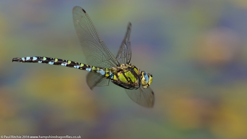 Southern Hawker (Aeshna cyanea) - male