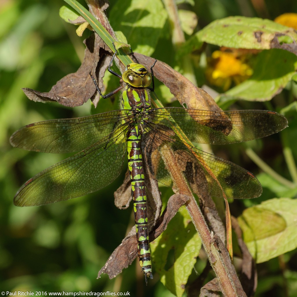 Southern Hawker (Aeshna cyanea) - female