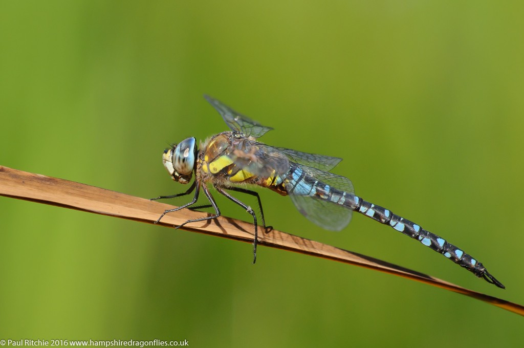 Migrant Hawker (Aeshna mixta) - male