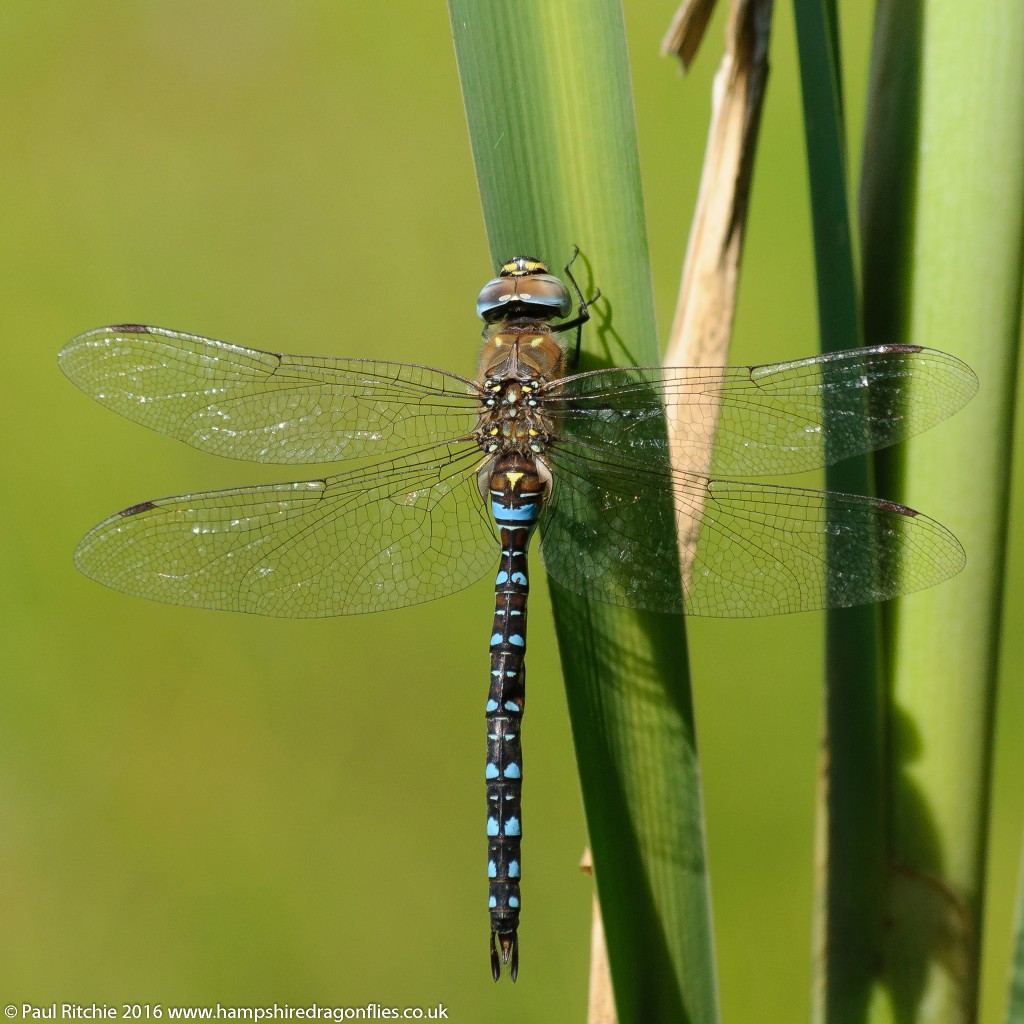 Migrant Hawker (Aeshna mixta) - male