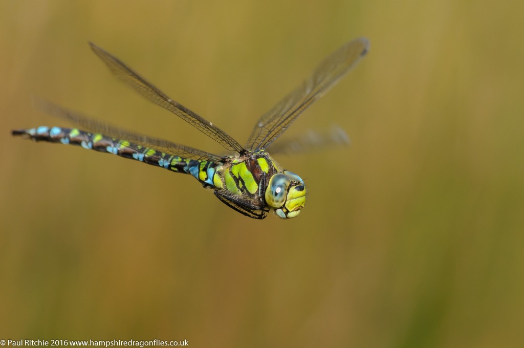 Southern Hawker (Aeshna cyanea) - male