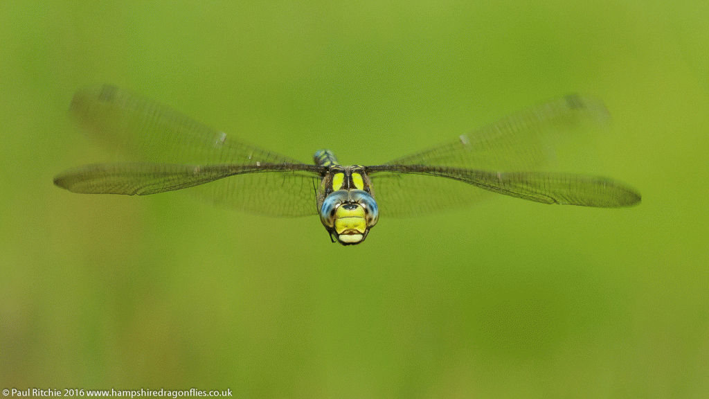 Southern Hawker (Aeshna cyanea) - male