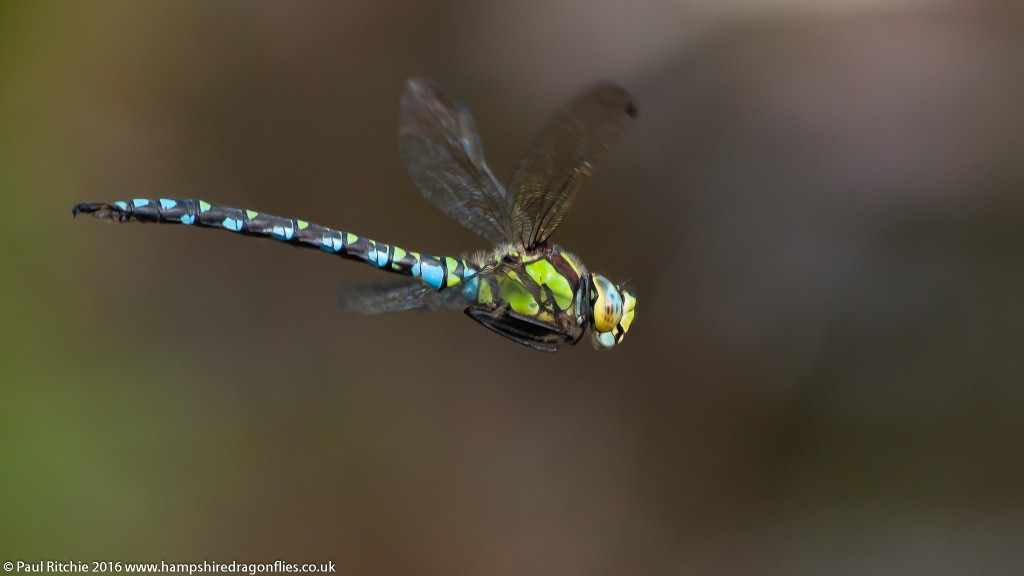 Southern Hawker (Aeshna cyanea) - male