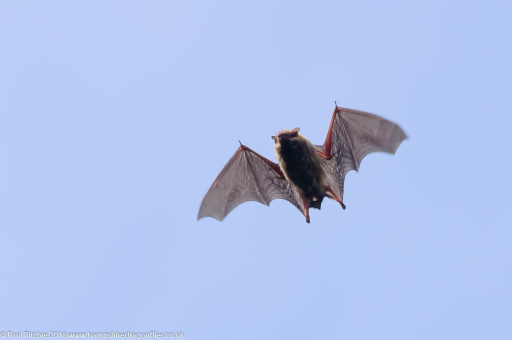 Noctule Bat (Nyctalus noctula)