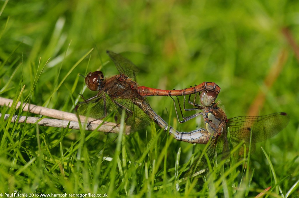 Common Darter (Sympetrum striolatum) - pair in-cop