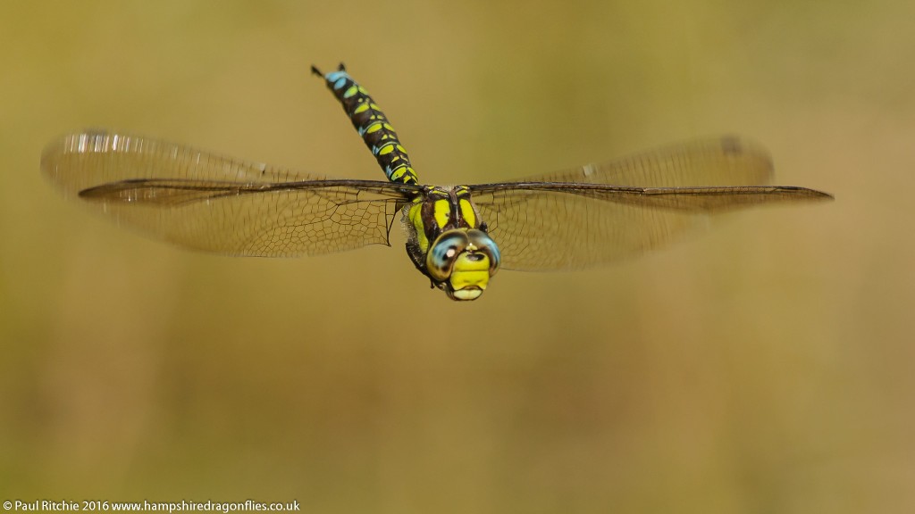 Southern Hawker (Aeshna cyanea) - male