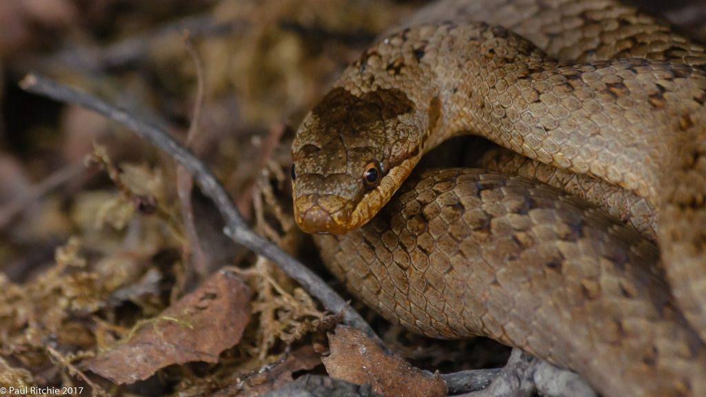 Smooth Snake (Coronella austriaca) - male