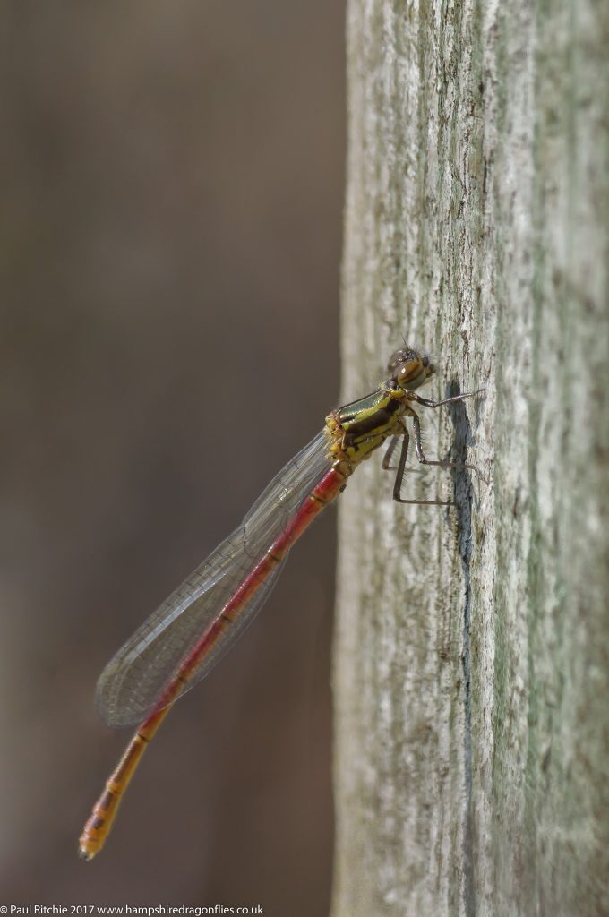 Large Red Damselfly (Pyrrhosoma nymphula) - teneral male