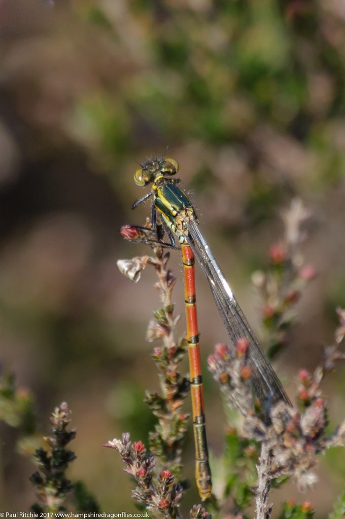 Large Red Damselfly (Pyrrhosoma nymphula) - teneral male