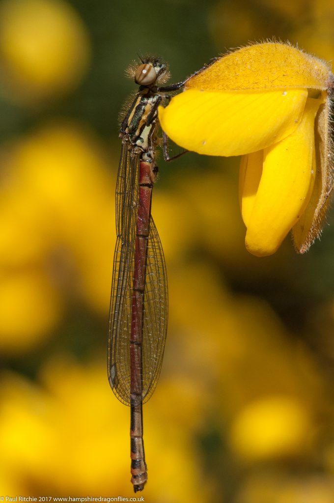 Large Red Damselfly (Pyrrhosoma nymphula) - male