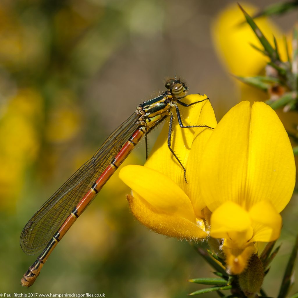 Large Red Damselfly (Pyrrhosoma nymphula) - female