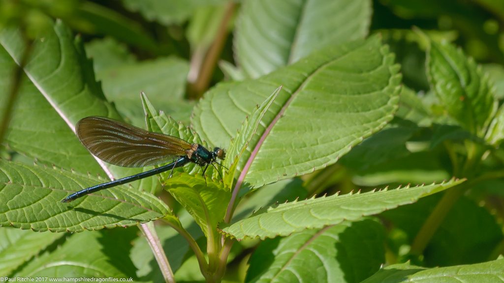  Beautiful Demoiselle (Calopteryx virgo) - immature male