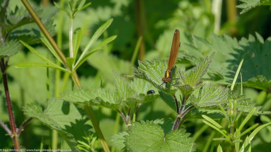  Beautiful Demoiselle (Calopteryx virgo) - immature female