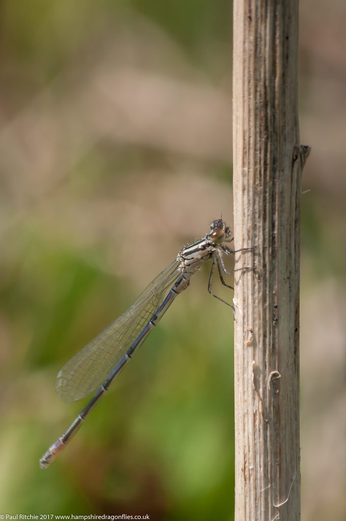 Azure Damselfly (Coenagrion puella) - immature male