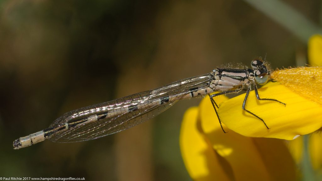  Common Blue Damselfly (Enallagma cyathigerum) - immature male