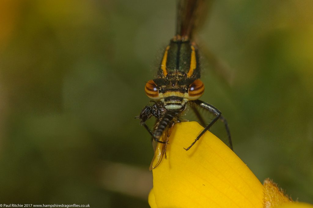 Large Red Damselfly (Pyrrhosoma nymphula) - immature male feeding