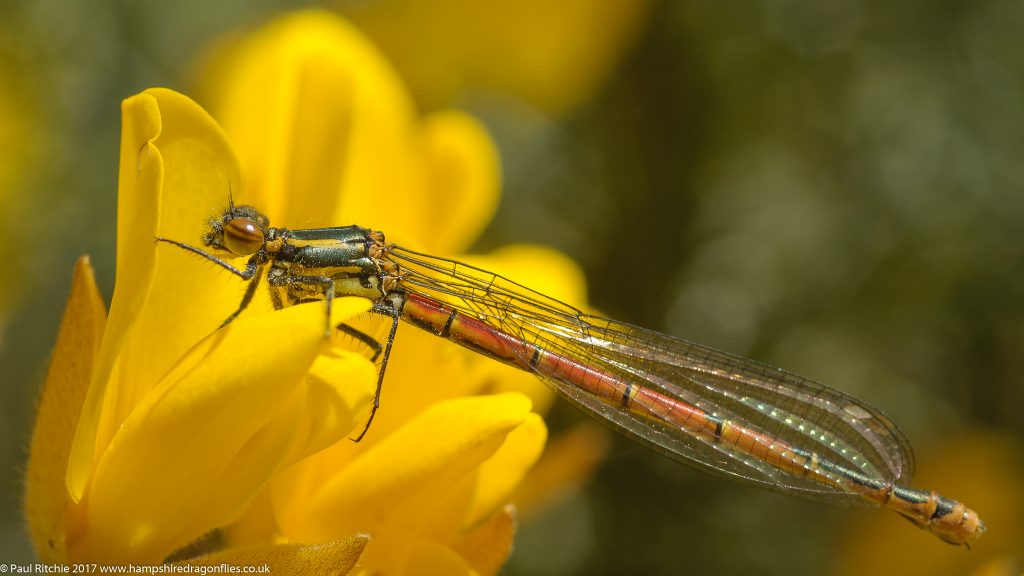 Large Red Damselfly (Pyrrhosoma nymphula) - immature female