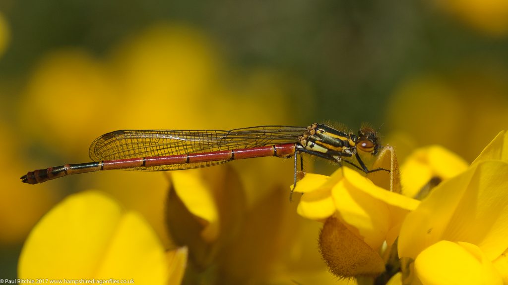 Large Red Damselfly (Pyrrhosoma nymphula) - immature male