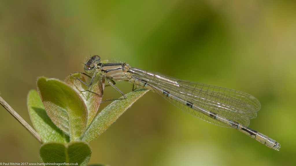  Common Blue Damselfly (Enallagma cyathigerum) - immature male