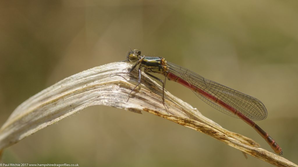 Large Red Damselfly (Pyrrhosoma nymphula) - immature male