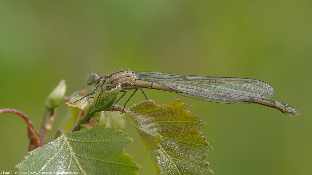  Common Blue Damselfly (Enallagma cyathigerum) - immature female