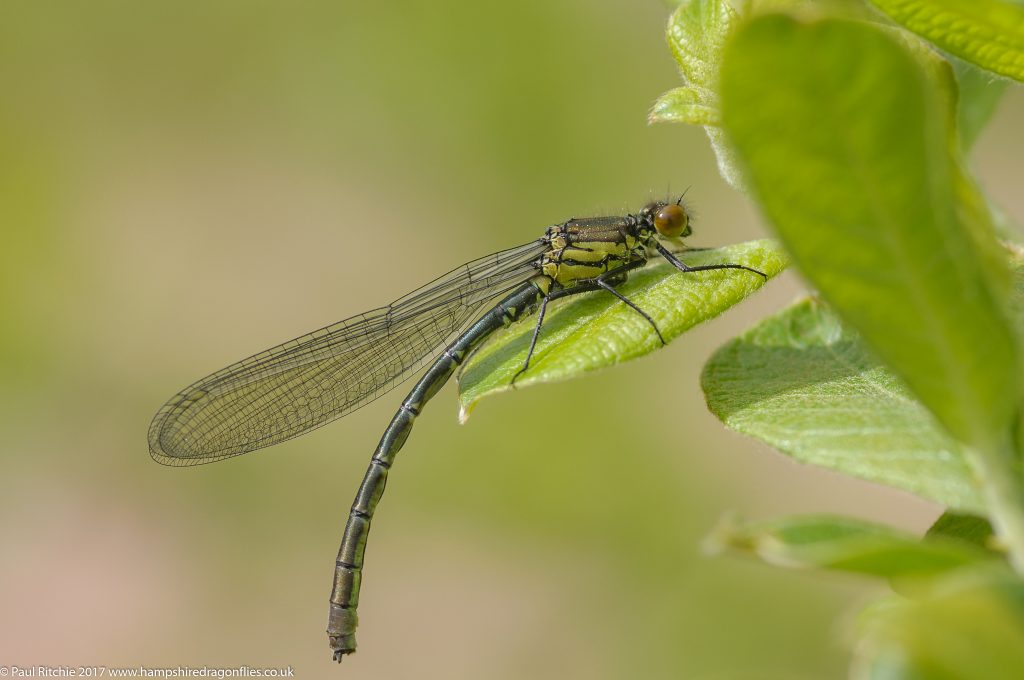 Red-eyed Damselfly (Erythromma najas) - immature male