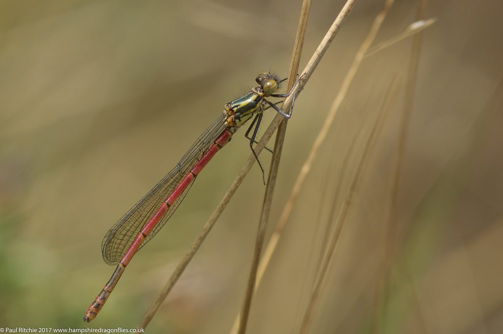 Large Red Damselfly (Pyrrhosoma nymphula) - immature male