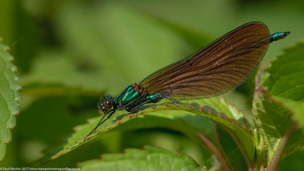 Beautiful Demoiselle (Calopteryx virgo) - male