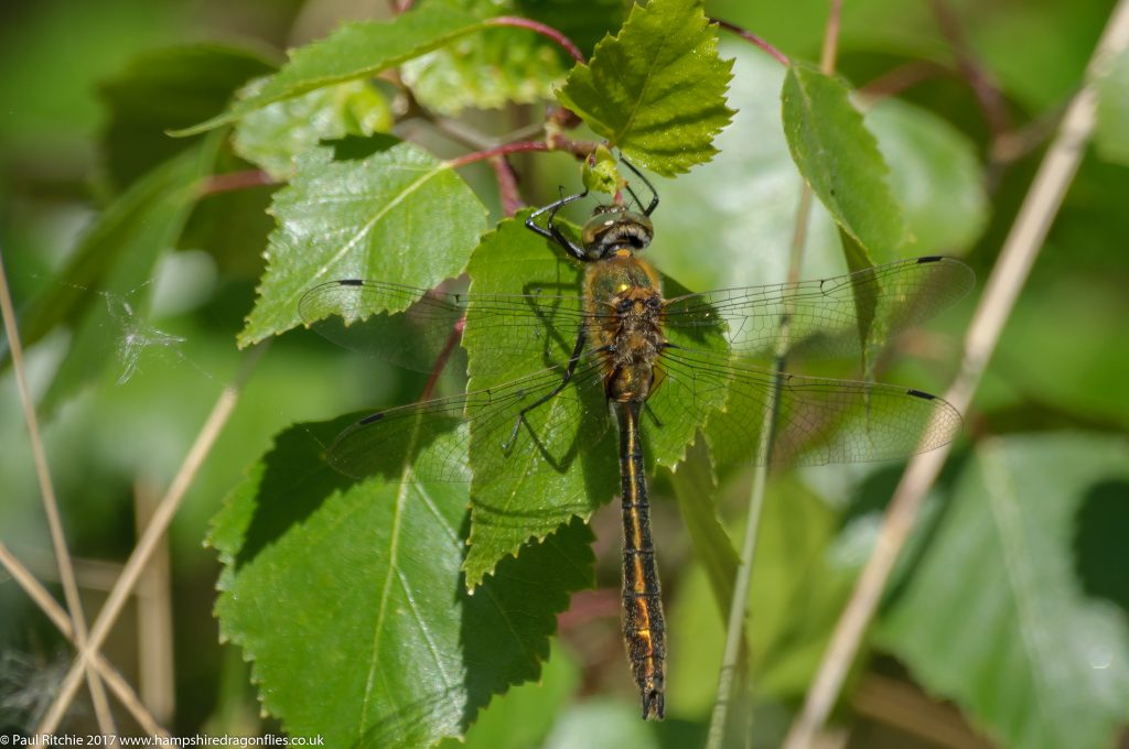 Downy Emerald (Cordulia aenea) - immature male