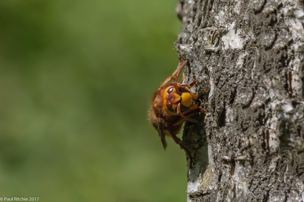 European Hornet (Vespa crabro)