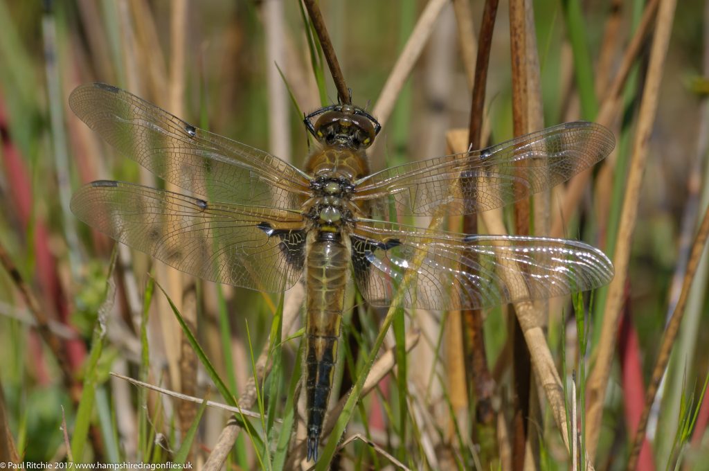 Four-spotted Chaser (Libellula quadrimaculata) - teneral female