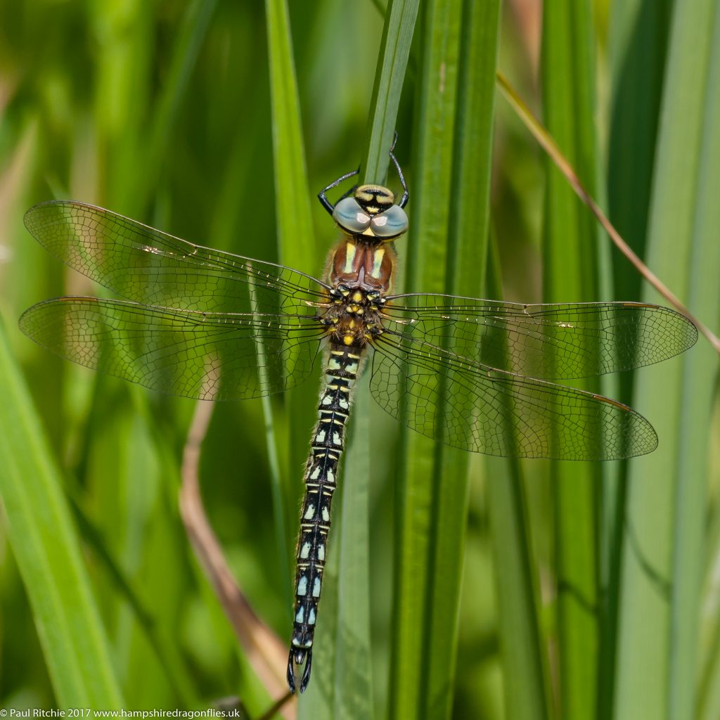 Hairy Dragonfly (Brachytron pratense) - male