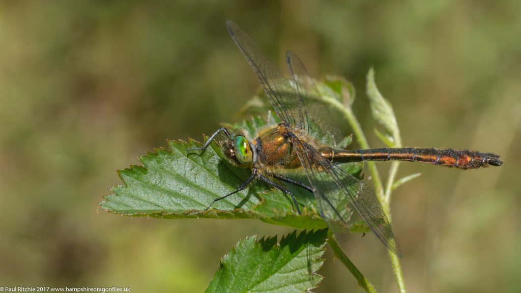 Downy Emerald (Cordulia aenea) - male