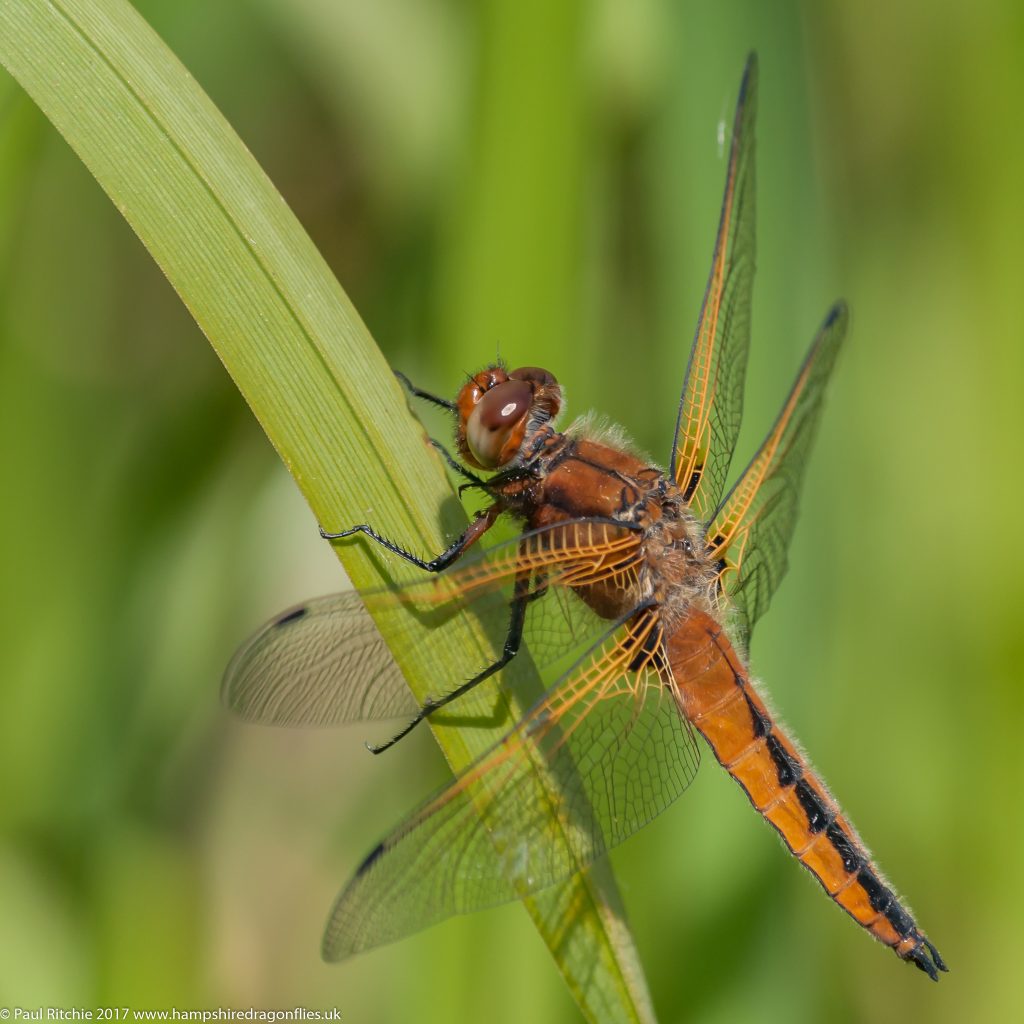 Scarce Chaser (Libellula fulva) - immature male